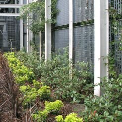LangFulton Green Wall plant trellis Heathrow Academy 15