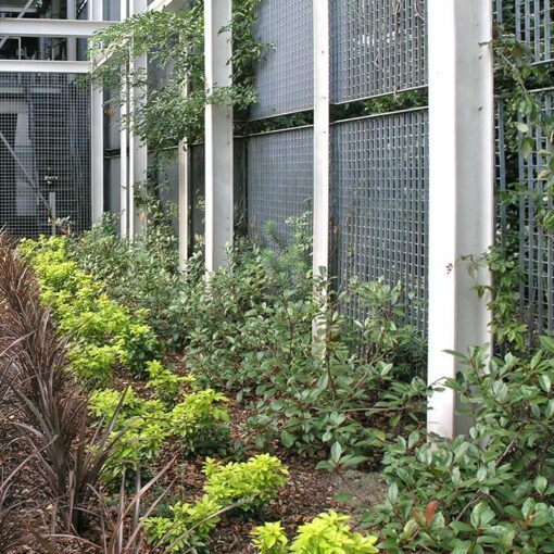 LangFulton Green Wall plant trellis Heathrow Academy 15
