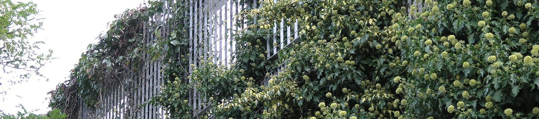 LangFulton Green Wall plant trellis Heathrow Academy banner1 LangFulton Green Wall plant trellis Heathrow Academy banner1